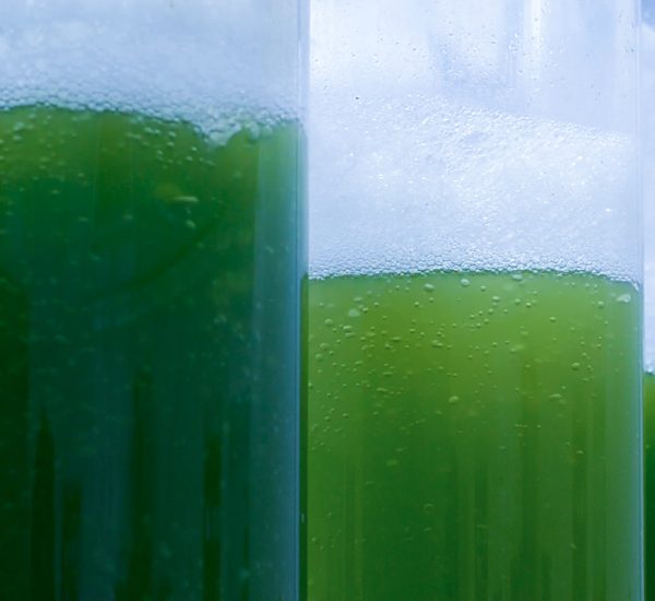 Green Algae Photobioreactor